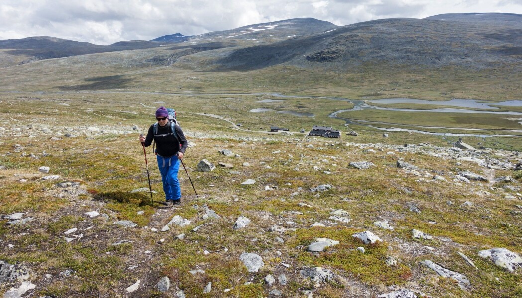 Det er her i Jotunheimen at tregrensen i Norge er aller høyest. (Foto: Gorm Kallestad, NTB scanpix) Det er her i Jotunheimen at tregrensen i Norge er aller høyest. (Foto: Gorm Kallestad, NTB scanpix)