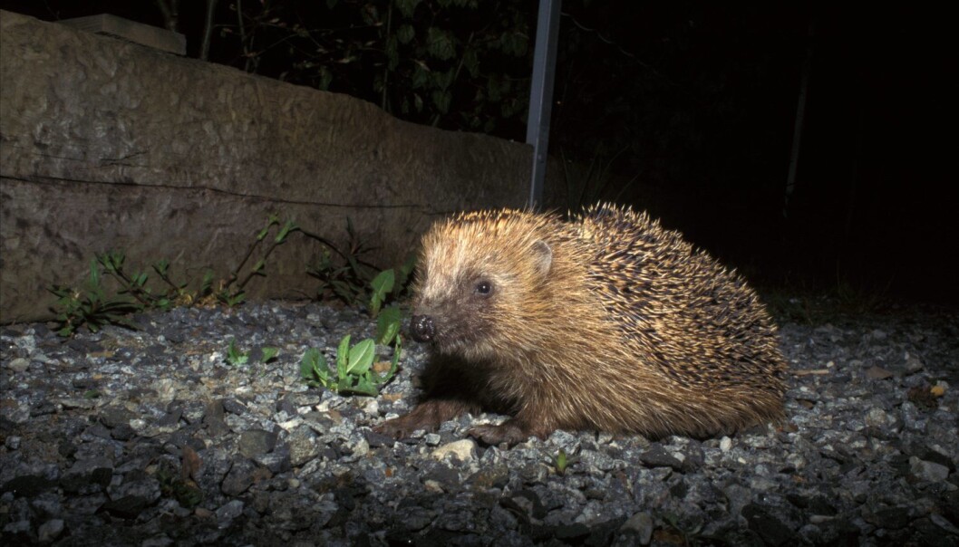 Piggsvina er til stades langt inn i tettaste bykjernen. (Foto: Tom Schandy, Samfoto, NTB scanpix) Piggsvina er til stades langt inn i tettaste bykjernen. (Foto: Tom Schandy, Samfoto, NTB scanpix)