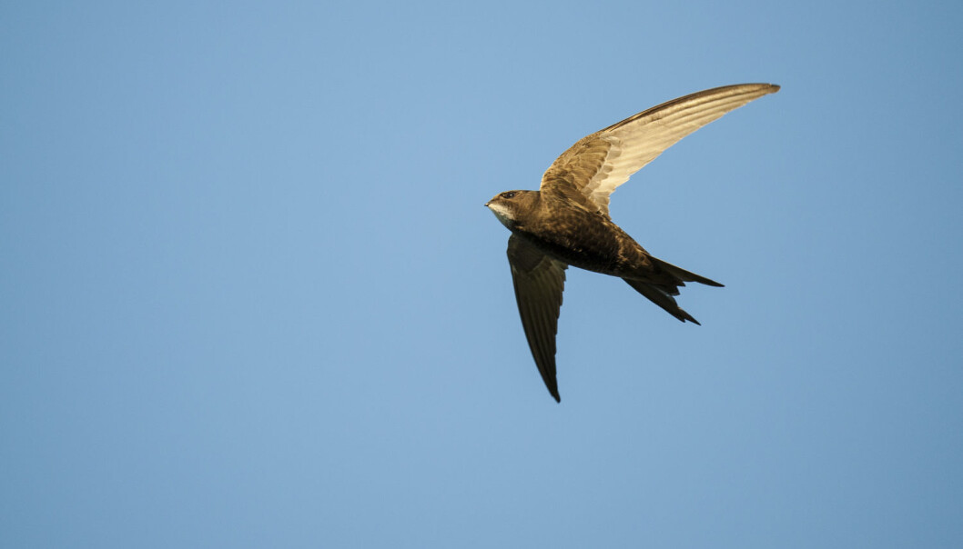 Tårnseilerne tilbringer mer tid på vingene enn noen andre fugler, kanskje med unntak av albatrosser og lirer. (Foto: Roy Mangersnes/Samfoto) Tårnseilerne tilbringer mer tid på vingene enn noen andre fugler, kanskje med unntak av albatrosser og lirer. (Foto: Roy Mangersnes/Samfoto)