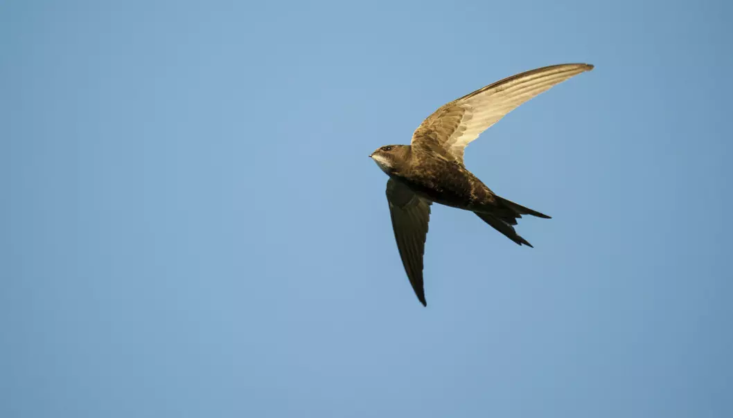 Tårnseilerne tilbringer mer tid på vingene enn noen andre fugler, kanskje med unntak av albatrosser og lirer.  (Foto: Roy Mangersnes/Samfoto)