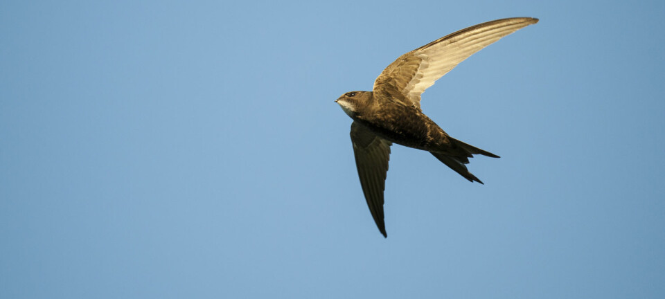 Tårnseilerne tilbringer mer tid på vingene enn noen andre fugler, kanskje med unntak av albatrosser og lirer.  (Foto: Roy Mangersnes/Samfoto)