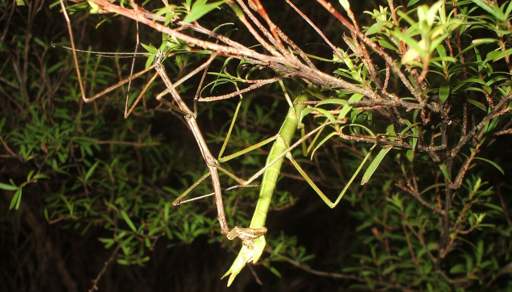 Pinnedyrarten <i>clitarchus hookeri</i> formerer seg vanligvis ved at hannen befrukter hunnens egg, slik som dette blinkskuddet viser. Men da denne arten etablerte seg på Scillyøyene utenfor kysten til Cornwall, sluttet de å ha sex. (Foto: Shelley Myers / Wikimedia commons CC BY SA 4.0) Pinnedyrarten <i>clitarchus hookeri</i> formerer seg vanligvis ved at hannen befrukter hunnens egg, slik som dette blinkskuddet viser. Men da denne arten etablerte seg på Scillyøyene utenfor kysten til Cornwall, sluttet de å ha sex. (Foto: Shelley Myers / Wikimedia commons CC BY SA 4.0)