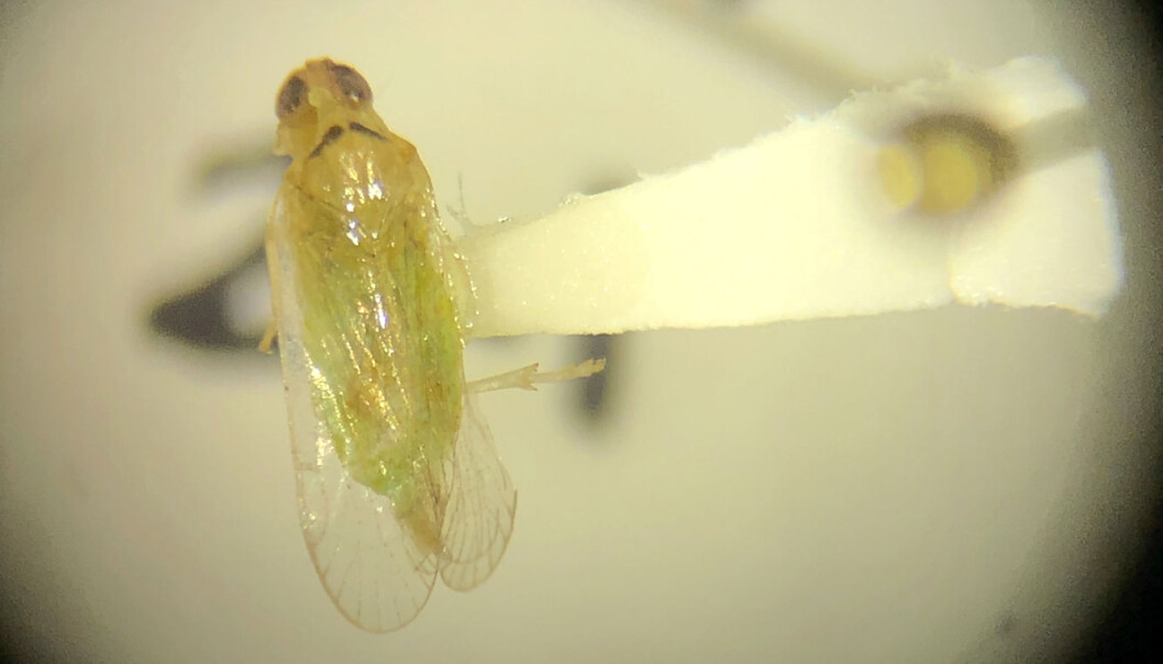Dette lille insektet, på størrelse med et riskorn, antas å være ansvarlig for å overføre en dødelig bakteriesykdom til palmetrær. (Foto: AP / NTB scanpix) Dette lille insektet, på størrelse med et riskorn, antas å være ansvarlig for å overføre en dødelig bakteriesykdom til palmetrær. (Foto: AP / NTB scanpix)