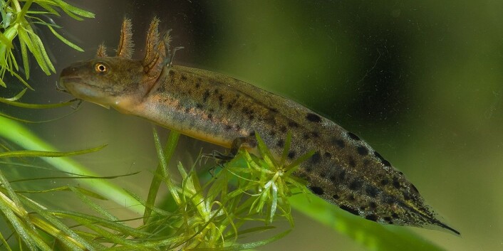 Økt temperatur og nedbør gir lengere vekstsesong og bedre overlevelse for salamanderlarvene. (Foto: Børre K. Dervo, NINA Økt temperatur og nedbør gir lengere vekstsesong og bedre overlevelse for salamanderlarvene. (Foto: Børre K. Dervo, NINA