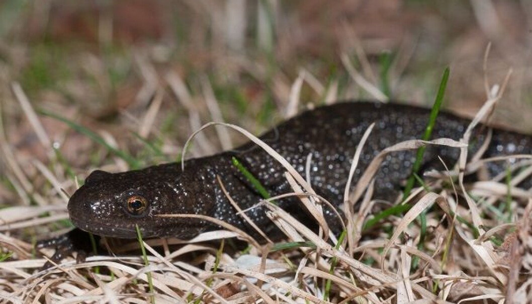 En storsalamander-hunn på vei ned til yngledammen nattestid. (Foto: Børre K. Dervo, NINA) En storsalamander-hunn på vei ned til yngledammen nattestid. (Foto: Børre K. Dervo, NINA)