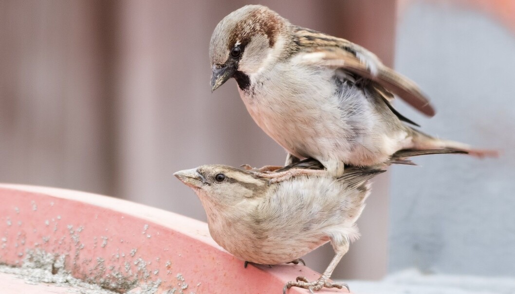 Denne gråspurvhunnen har tydeligvis sett noe hun likte. Hos gråspurv ser hunnene etter den svarte flekken på strupen til hannen. Jo større, jo bedre. (Illustrasjonsfoto: Colourbox) Denne gråspurvhunnen har tydeligvis sett noe hun likte. Hos gråspurv ser hunnene etter den svarte flekken på strupen til hannen. Jo større, jo bedre. (Illustrasjonsfoto: Colourbox)