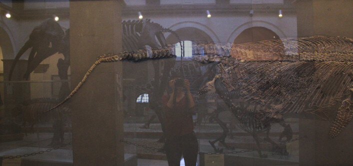 Datainnsamling på museum i München i fjor. Hvor forskjellig er denne fiskeøgla fra våre egne? Jeg kaller bildet Finn paleontologen. Foto: LLD Datainnsamling på museum i München i fjor. Hvor forskjellig er denne fiskeøgla fra våre egne? Jeg kaller bildet Finn paleontologen. Foto: LLD