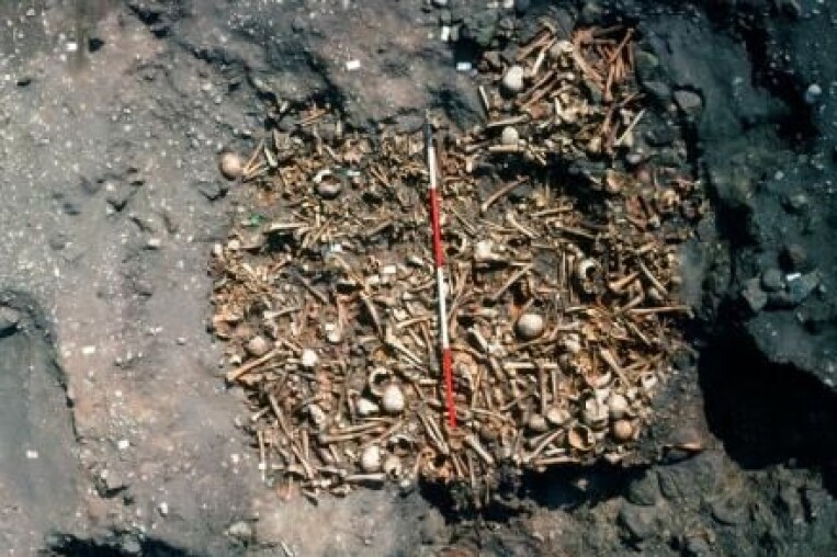 Massegraven ved Repton. (Foto: Martin Biddle©) Massegraven ved Repton. (Foto: Martin Biddle©)
