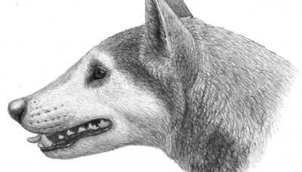 Illustrasjon av Cynarctus-hund, fra boka "Dogs, Their Fossil Relatives and Evolutionary History." (Illustrasjonen er igjenbrukt med tillatelse fra forlegger og illustratør Mauricio Antón) Illustrasjon av Cynarctus-hund, fra boka "Dogs, Their Fossil Relatives and Evolutionary History." (Illustrasjonen er igjenbrukt med tillatelse fra forlegger og illustratør Mauricio Antón)