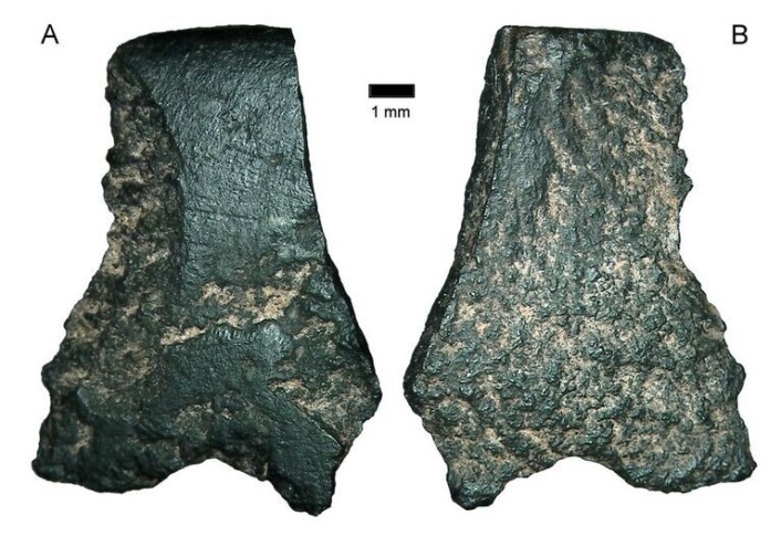 Dette er delene australske arkeologer mener at må ha tilhørt verdens eldste øks funnet til nå. (Foto: ANU) Dette er delene australske arkeologer mener at må ha tilhørt verdens eldste øks funnet til nå. (Foto: ANU)
