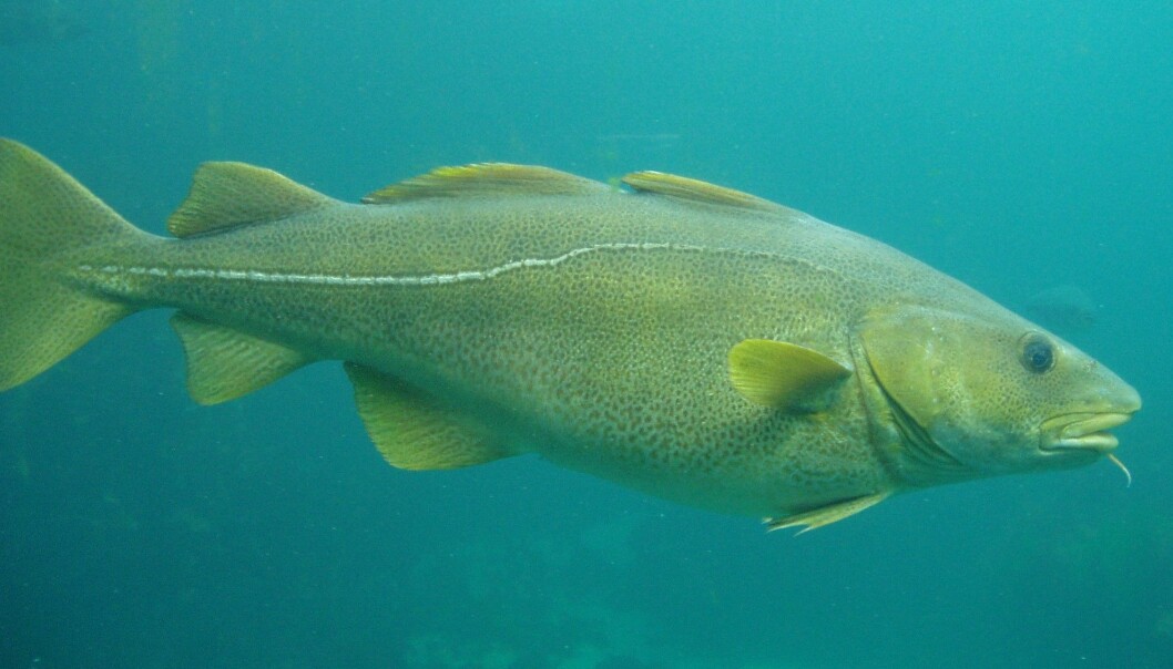 Mindre gamle miljøgifter i fisk fra verdenshavene