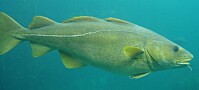Mindre gamle miljøgifter i fisk fra verdenshavene