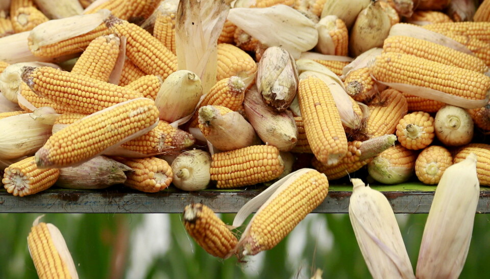Vi bør diskutere kostnader og samfunnsnytte ved innføring av genmodifisert mais, ikke bare på om maisen er sunn eller ikke sunn, skriver kronikkforfatteren. (Foto: Scanpix)