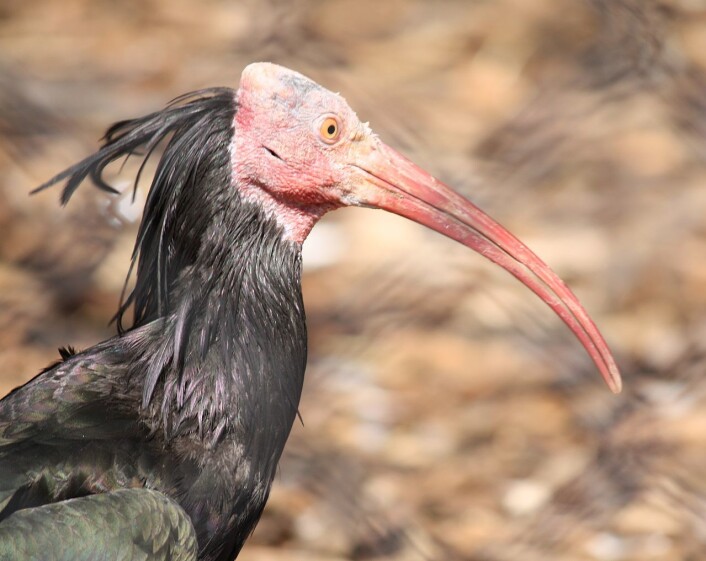 Eremitt-ibisen er ett av dyrene som akkurat nå er sterkt truet blant annet på grunn av krig. Bildet er tatt i Louisville Zoo. (Foto: Ltshears, Wikimedia Commons) Eremitt-ibisen er ett av dyrene som akkurat nå er sterkt truet blant annet på grunn av krig. Bildet er tatt i Louisville Zoo. (Foto: Ltshears, Wikimedia Commons)