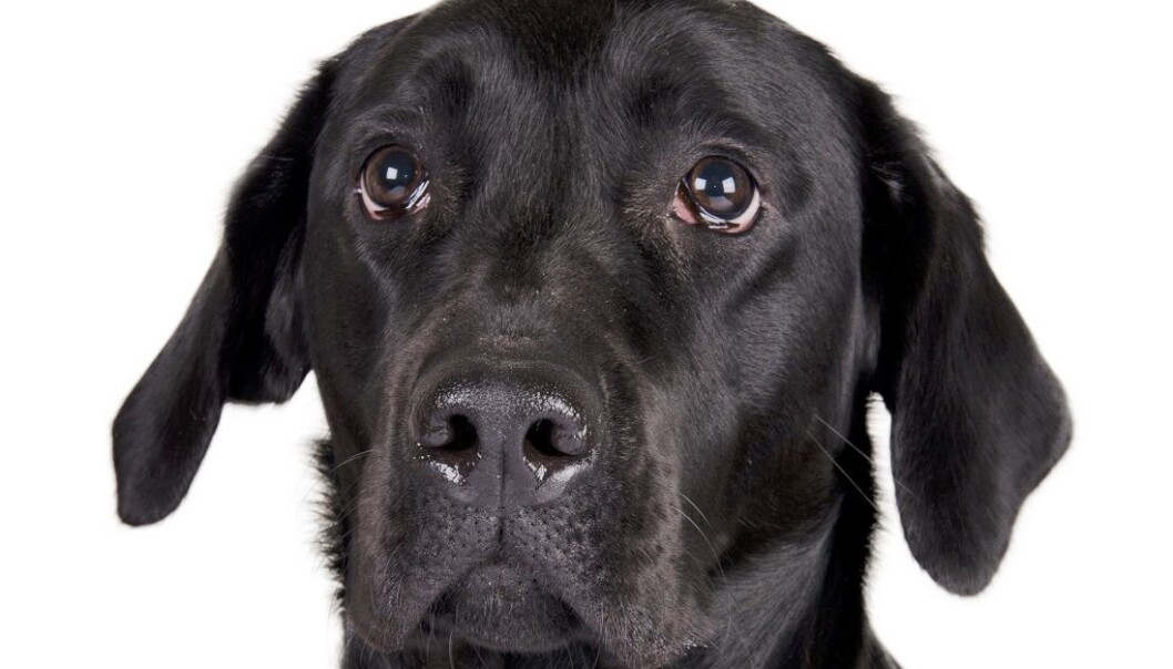 Labradorer ser ut til å være mer tilbøyelige til å tigge enn andre hunderaser og er generelt mer opptatt av alt som har med mat å gjøre, ifølge en ny studie. (Foto: Colourbox) Labradorer ser ut til å være mer tilbøyelige til å tigge enn andre hunderaser og er generelt mer opptatt av alt som har med mat å gjøre, ifølge en ny studie. (Foto: Colourbox)