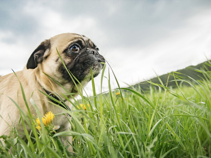 Husk at det ikke er farlig hvis hunden din spiser gress en gang imellom. Men spiser den mye og virker syk, bør du oppsøke dyrlege. (Foto: Tanja Esser / Shutterstock / NTB scanpix) Husk at det ikke er farlig hvis hunden din spiser gress en gang imellom. Men spiser den mye og virker syk, bør du oppsøke dyrlege. (Foto: Tanja Esser / Shutterstock / NTB scanpix)
