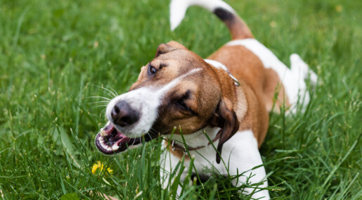 Hvorfor spiser hunder og katter gress?
