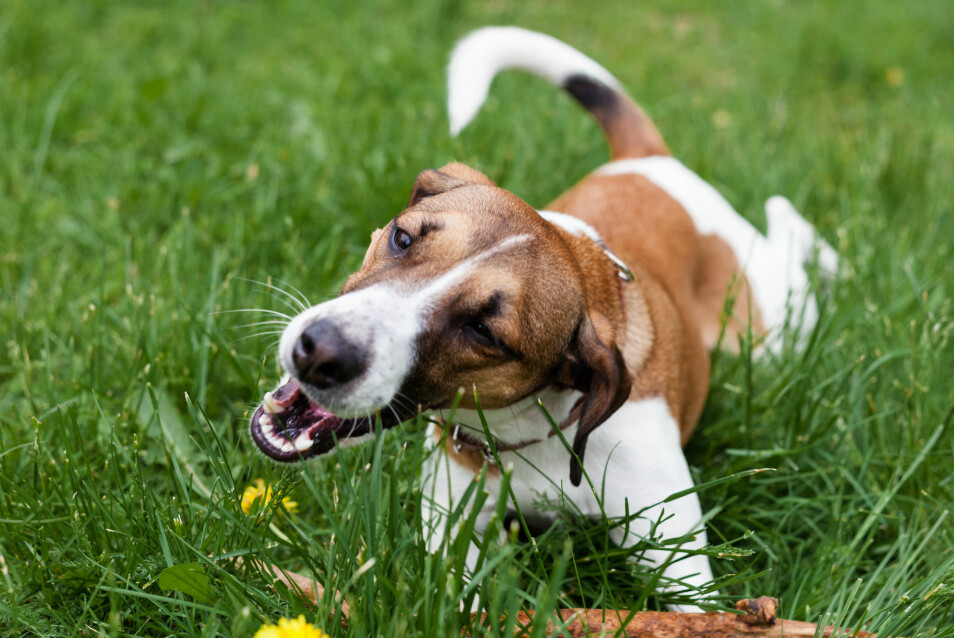 Mange hunder spiser gress. Men hvorfor? (Foto: Aksana Lebedz / Shutterstock / NTB scanpix)