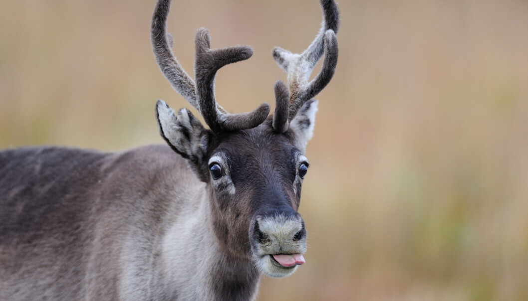 Skrantejsuke er en smittsom og dødelig sykdom som rammer hjortedyr. (Illustrasjon: MM.Wildlifephotos / Shutterstock / NTB scanpix) Skrantejsuke er en smittsom og dødelig sykdom som rammer hjortedyr. (Illustrasjon: MM.Wildlifephotos / Shutterstock / NTB scanpix)