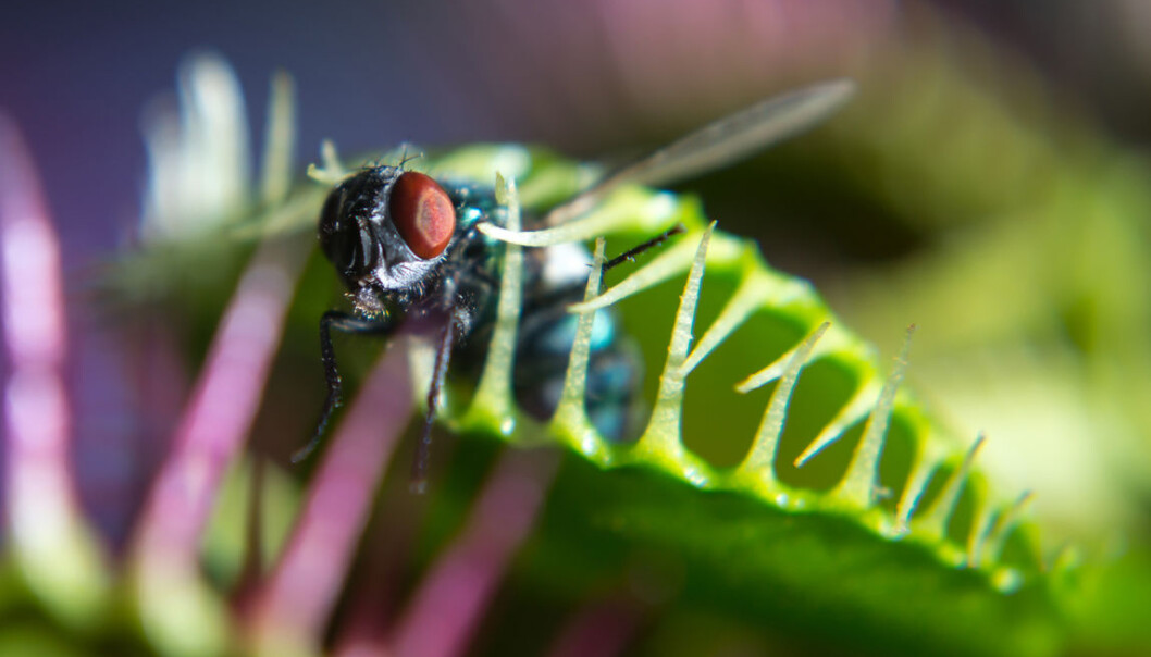 Venusfluefangeren bruker gener som normalt styrer næringsopptak i rota til å fordøye insekter i de omdannede bladene. Genanalyser viser at den kjøttetende planten har et angrepsvåpen som er omprogrammert fra en forsvarsmekanisme i vanlige planter. (Foto: Shutterstock) Venusfluefangeren bruker gener som normalt styrer næringsopptak i rota til å fordøye insekter i de omdannede bladene. Genanalyser viser at den kjøttetende planten har et angrepsvåpen som er omprogrammert fra en forsvarsmekanisme i vanlige planter. (Foto: Shutterstock)
