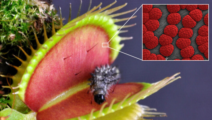 Kjertlene inne i insektfellene – de omdannede bladene – lager enzymer som bryter ned insektet slik at det kan suges opp og fordøyes. Genene som styrer denne prosessen finnes normalt i røttene til vanlige planter. Insektfellene er altså på sett og vis både omdannede blader og røtter på en gang. (Foto: Dirk Becker / Sönke Scherzer) Kjertlene inne i insektfellene – de omdannede bladene – lager enzymer som bryter ned insektet slik at det kan suges opp og fordøyes. Genene som styrer denne prosessen finnes normalt i røttene til vanlige planter. Insektfellene er altså på sett og vis både omdannede blader og røtter på en gang. (Foto: Dirk Becker / Sönke Scherzer)