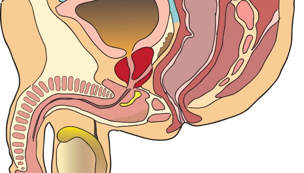 Cancer in the testicles is the most common form of cancer in men between 15 and 40 years of age. (Ill.: Colourbox) Cancer in the testicles is the most common form of cancer in men between 15 and 40 years of age. (Ill.: Colourbox)