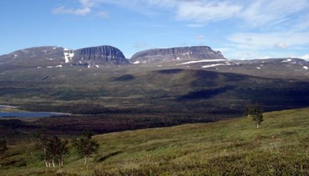 In some areas the tree line is moving south, not north as climate researchers have predicted. (Photo: Sigrun Aune) In some areas the tree line is moving south, not north as climate researchers have predicted. (Photo: Sigrun Aune)