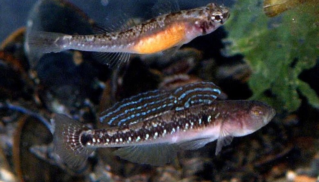 The goby girl goes from shy to desperate in only a few months. (Copyright National Academy of Sciences, Photo: Elisabet Forsgren) The goby girl goes from shy to desperate in only a few months. (Copyright National Academy of Sciences, Photo: Elisabet Forsgren)