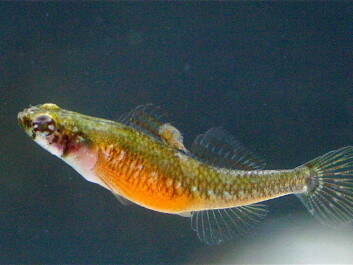 Sex roles are not fixed in nature, in high summer the goby girls are more sexually aggressive than the male fish. (Photo: Trond Amundsen)
