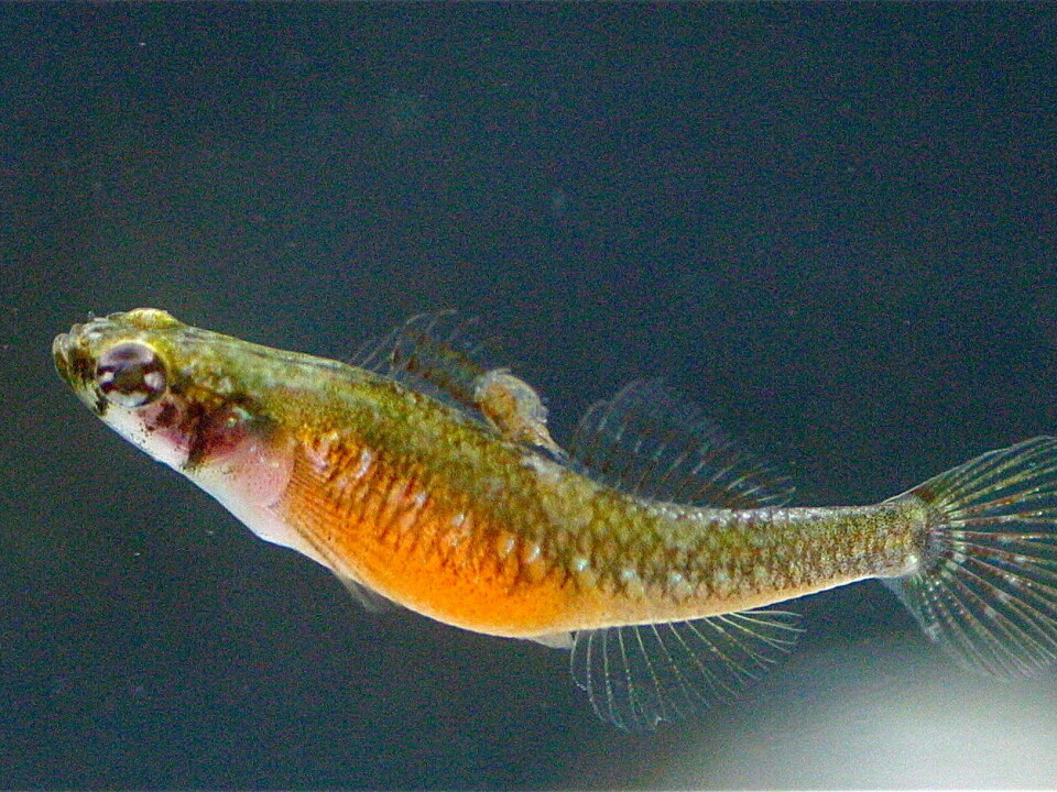 Sex roles are not fixed in nature, in high summer the goby girls are more sexually aggressive than the male fish. (Photo: Trond Amundsen)