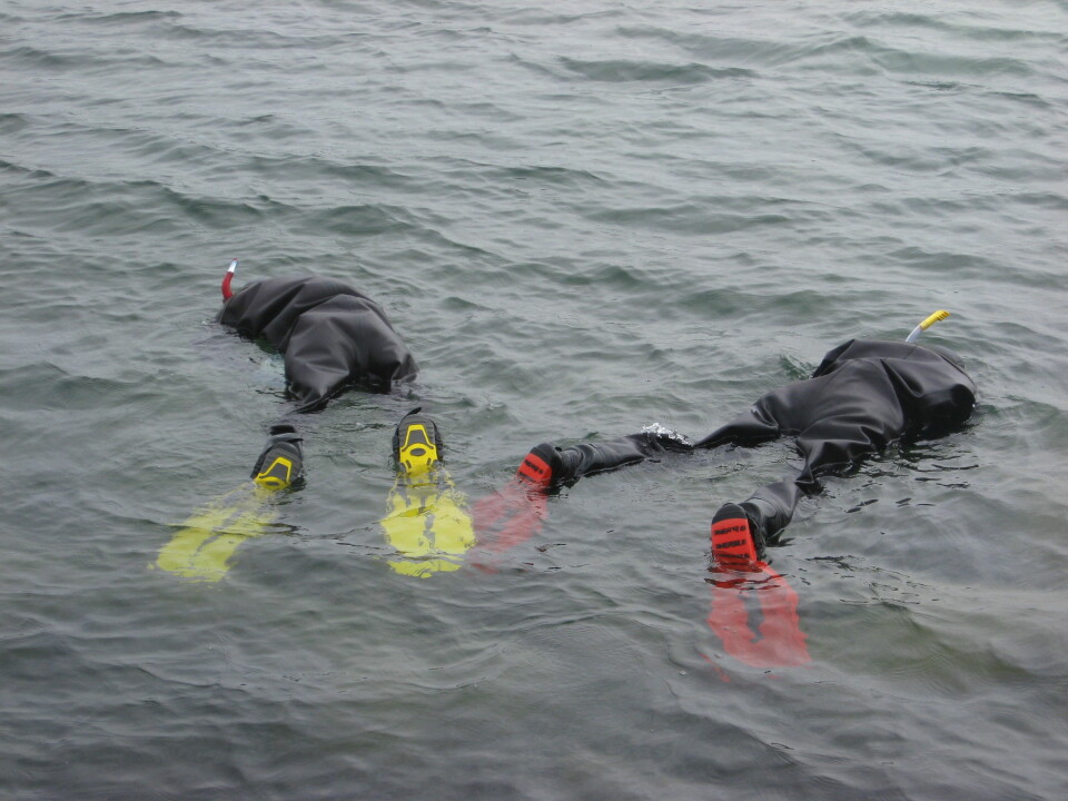 Early in the season the water is quite cold, and the researchers wear dry suits to keep warm and dry. (Photo: Trond Amundsen)