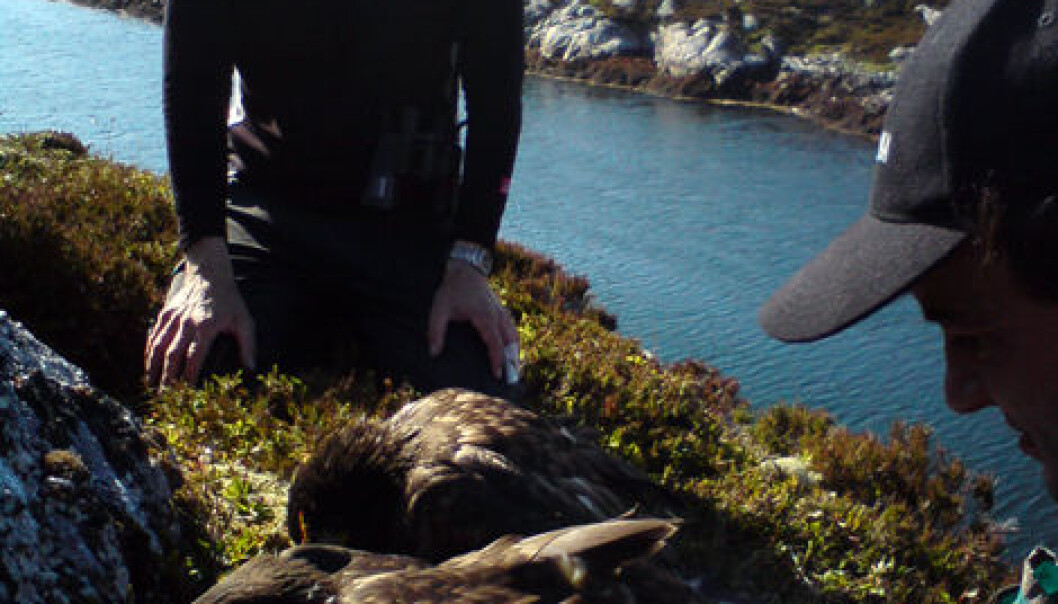 Female eagles nesting in Ireland, with NINA researcher Duncan Halley and veterinarian Asgeir Østvik. (Photo: Inge Dalhø) Female eagles nesting in Ireland, with NINA researcher Duncan Halley and veterinarian Asgeir Østvik. (Photo: Inge Dalhø)