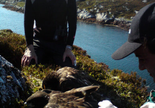 Norwegian sea eagles nest in Ireland