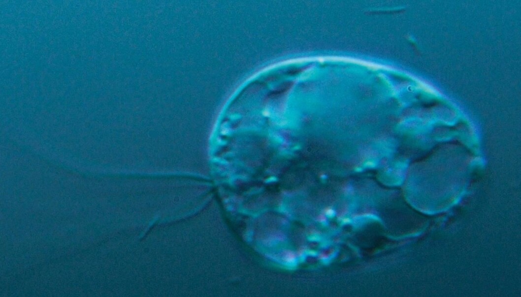 Genetic analyses of a micro-organism that lives in the sludge of a lake in Ås, 30 km south of Oslo i Norway, are providing researchers with an insight into what the first life on Earth looked like. (Photo: UiO/MERG) Genetic analyses of a micro-organism that lives in the sludge of a lake in Ås, 30 km south of Oslo i Norway, are providing researchers with an insight into what the first life on Earth looked like. (Photo: UiO/MERG)