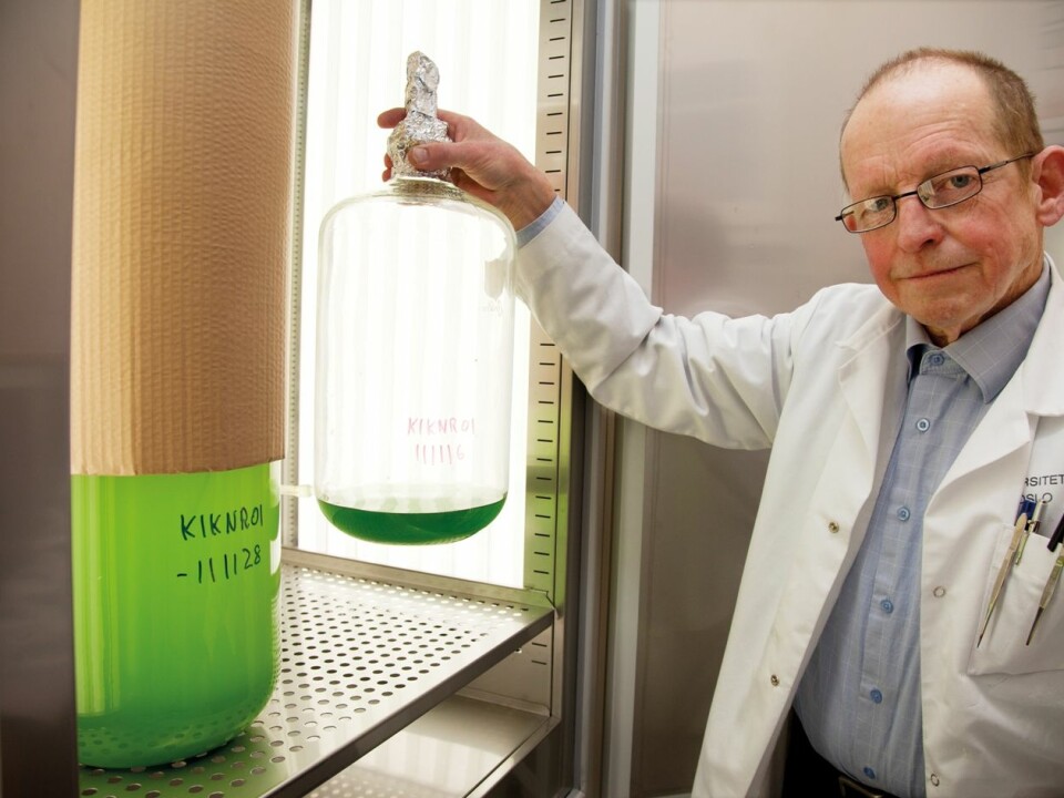 Professor Dag Klaveness has spent the last 40 years specialising in breeding micro-organisms. Large quantities are required to analyse the genes. (Photo: Yngve Vogt)