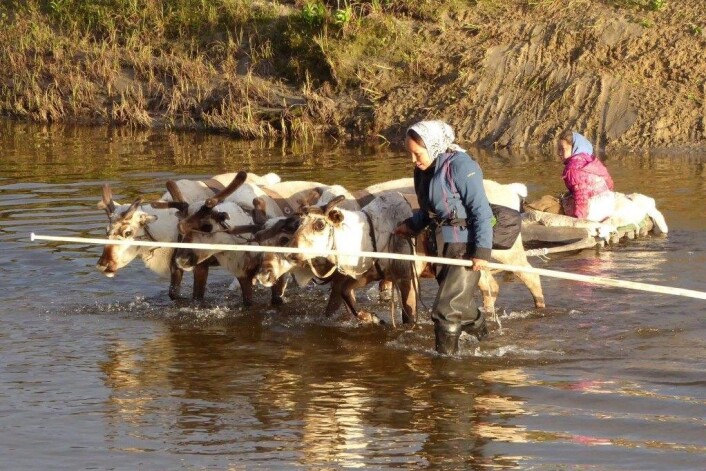 Zoia Vylka Ravna (i blått) har gjort sitt feltarbeid sammen med nenetserne på den russiske tundraen. Her under flytting. (Foto: Privat) Zoia Vylka Ravna (i blått) har gjort sitt feltarbeid sammen med nenetserne på den russiske tundraen. Her under flytting. (Foto: Privat)