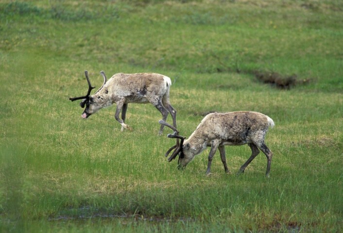 Selv om det er mer tamrein og sau i mye av fjellet enn det har vært noen gang før, så gror fjellnaturen igjen. Fordi seterbruket nesten har forsvunnet, er det blitt plass til mer dyr på gode beiter. Men dyrene klarer bare i begrenset grad å holde gjengroingen tilbake. Fjellet blir igjen slik det var før 1700- og 1800-tallet. (Foto: Tore Wuttudal / NN / Samfoto) Selv om det er mer tamrein og sau i mye av fjellet enn det har vært noen gang før, så gror fjellnaturen igjen. Fordi seterbruket nesten har forsvunnet, er det blitt plass til mer dyr på gode beiter. Men dyrene klarer bare i begrenset grad å holde gjengroingen tilbake. Fjellet blir igjen slik det var før 1700- og 1800-tallet. (Foto: Tore Wuttudal / NN / Samfoto)