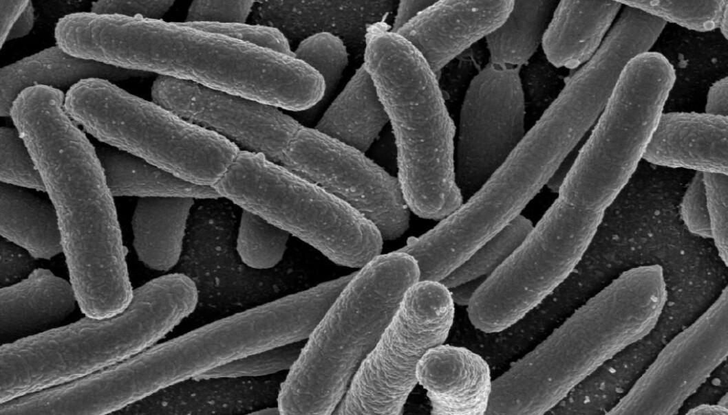 E.coli er en av bakterietypene som ofte finnes i tarmen. De fleste variantene er ufarlige. (Foto: Rocky Mountain Laboratories, NIAID, NIH) E.coli er en av bakterietypene som ofte finnes i tarmen. De fleste variantene er ufarlige. (Foto: Rocky Mountain Laboratories, NIAID, NIH)