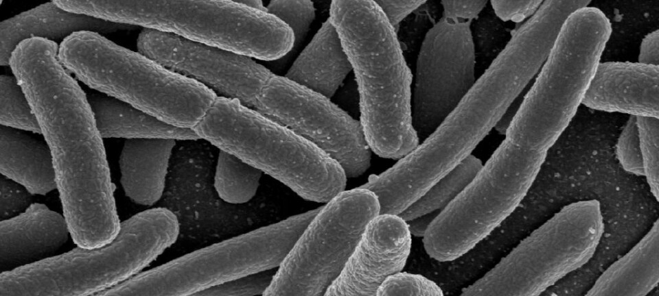 E.coli er en av bakterietypene som ofte finnes i tarmen. De fleste variantene er ufarlige.  (Foto: Rocky Mountain Laboratories, NIAID, NIH)