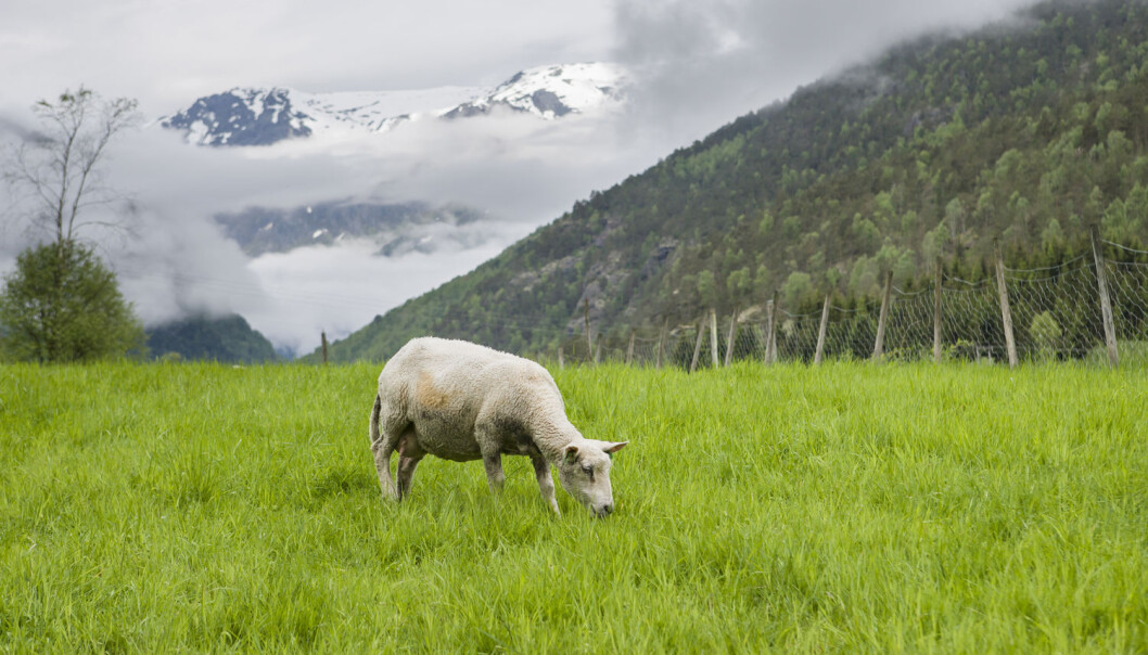 Du trodde kanskje at det er mindre dyr i fjellet nå enn før? Antakelig har det aldri vært så mye sau og reinsdyr i flere norske fjellområder, som det er i dag. (Foto: Kai Jensen / NTB scanpix) Du trodde kanskje at det er mindre dyr i fjellet nå enn før? Antakelig har det aldri vært så mye sau og reinsdyr i flere norske fjellområder, som det er i dag. (Foto: Kai Jensen / NTB scanpix)