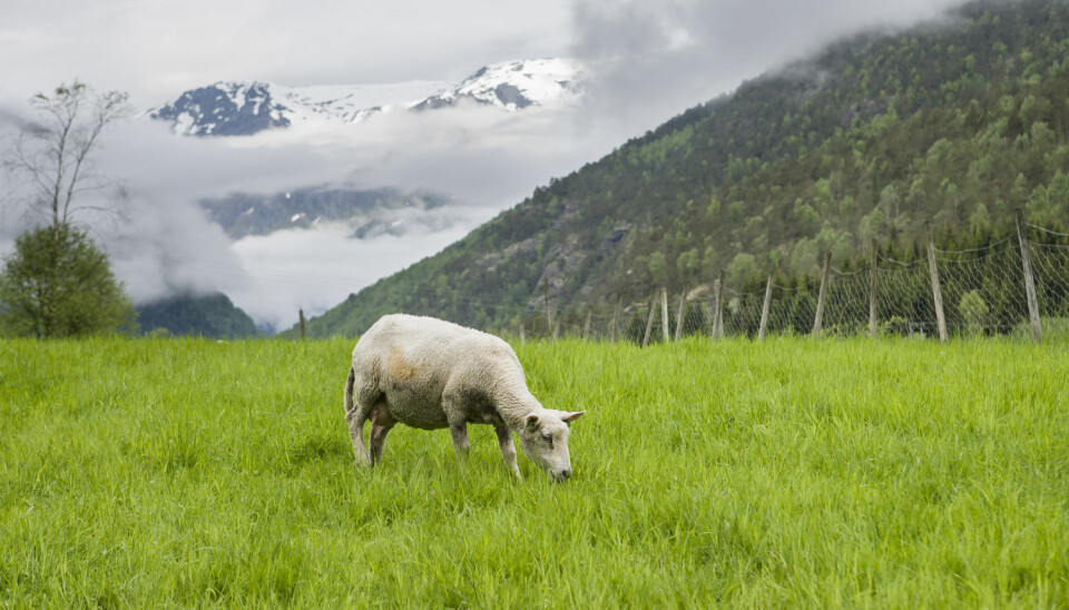 Du trodde kanskje at det er mindre dyr i fjellet nå enn før? Antakelig har det aldri vært så mye sau og reinsdyr i flere norske fjellområder, som det er i dag.  (Foto: Kai Jensen / NTB scanpix)