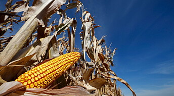 Debattinnlegg: Unøyaktig om genmodifisert mais