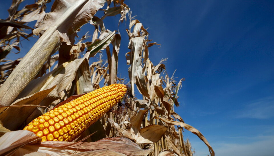 Når genmodifisert mais blir godkjent i Norge, er det blant annet på grunnlag av grundige risikovurderinger som viser at den ikke gir miljø- eller helseskade, skriver kronikkforfatterne.  (Foto: NTB Scanpix)