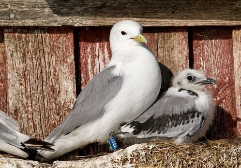 The last place you’d expect a kittiwake to want to live
