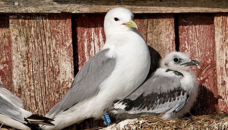 A black-legged kittiwake and two chicks on the cliff face overlooking the gas plant at Melkøya. (Photo: Geir Helge Systad / NINA)