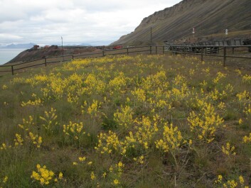 Winter-cress (Barbarea vulgaris) is a non-native Svalbard plant which has been introduced to the Russian settlement Barentsburg. (Photo: Bjørn Erik Sandbakk)
