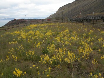 Winter-cress (Barbarea vulgaris) is a non-native Svalbard plant which has been introduced to the Russian settlement Barentsburg. (Photo: Bjørn Erik Sandbakk) Winter-cress (Barbarea vulgaris) is a non-native Svalbard plant which has been introduced to the Russian settlement Barentsburg. (Photo: Bjørn Erik Sandbakk)