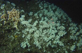 Discovered three new coral reefs off the coast of mid-Norway