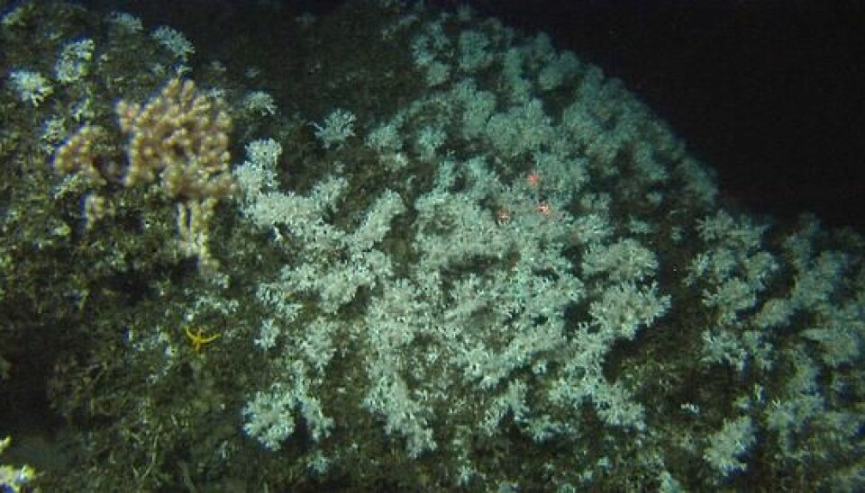 This coral reef was discovered at 320 meters depth north of Frohavet, Trøndelag. (Photo: MAREANO/IMR)