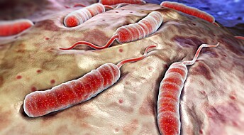 Kolera rammer mennesker med blodtype 0 hardest